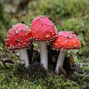 قارچ سمی پادزهر ندارد قارچ سمی پادزهر ندارد