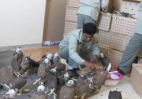 فروش گوشت پرنده‌های در معرض خطر شادگان