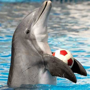 دلفین‌های دربند شادترند
