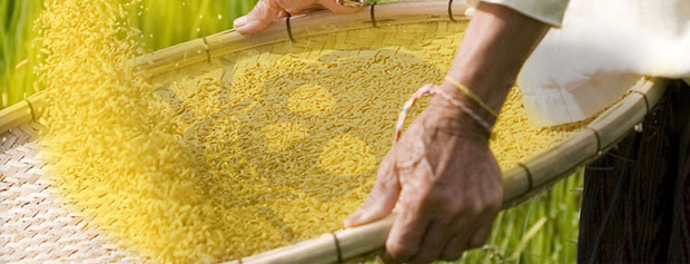 مسئولیت سالم بودن برنج های تراریخته را چه کسی میپذیرد؟!تحریف خبر در یک خبرگزاری رسمی