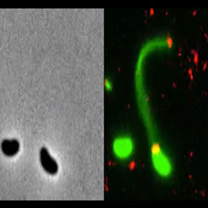 نخستین تصاویر از باکتری‌هایی که به DNA نفوذ می‌کنند