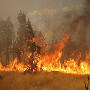 جنگل کلاردشت در آتش سوخت