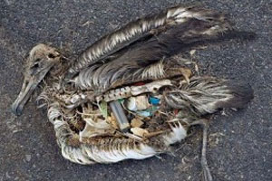 هشدار؛ سالانه ۱۰۰ هزار حیوان در اثر تغذیه پلاستیک می‌میرند!