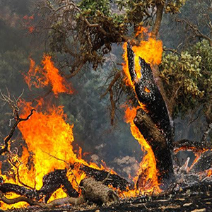 تشکیل 2 پرونده در خصوص آتش‌سوزی جنگل‌های گلستان