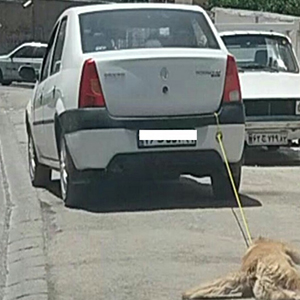 راننده سگ آزار در اردبیل تحت تعقیب قضایی قرار گرفت