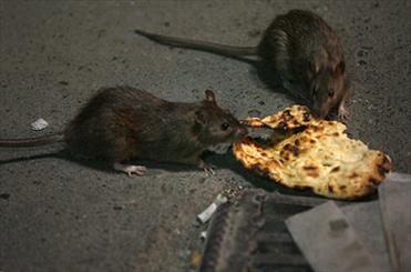 حرکت موش‌ها در شهر برشی از عمق فاجعه زیرزمین پایتخت
