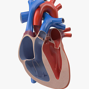 ساخت مدل سه بعدی از بطن چپ قلب انسان