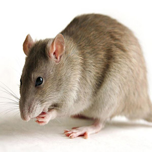 درمان اوتیسم در موش‌ها با نانو ذرات طلا و ویرایش ژن