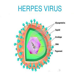 "هرپس ویروس" عامل اختلال دو قطبی و افسردگی