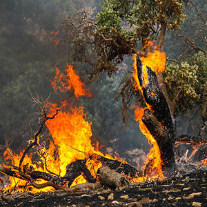 تصرف اراضی ملی با آتش‌زدن جنگل‌ها/احتمال افزایش زمین‌خواری بدلیل بالا رفتن قیمت زمین