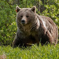 شکار؛ ‌متهم ردیف اول نابودی خرس‌های قهوه‌ای