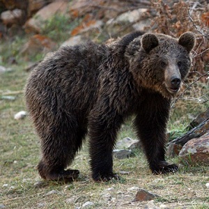 خرس ‌سیاه و گاندو زیر تیغ خشکسالی