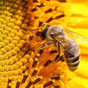 تسکین علائم اگزما با زهر زنبورعسل