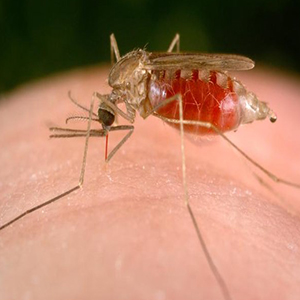 ترکیبات جدید برای مقابله با شیوع مالاریا