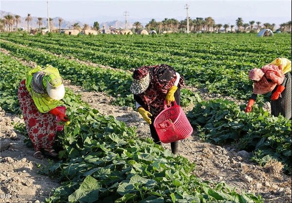 رنج زنان نهاوند در مزارع گوجه