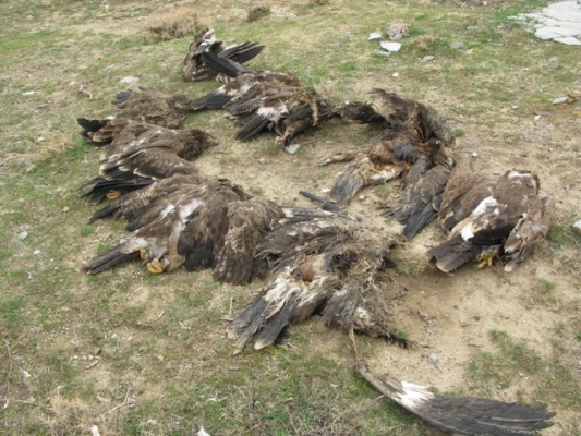 مرگ 27 عقاب بدلیل مصرف مرغ های آلوده