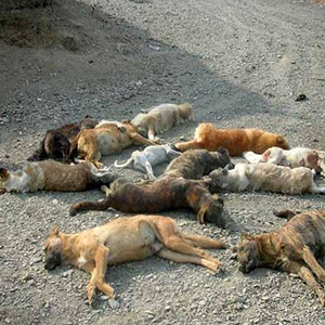 قتل‌عام سگ‌ها در اهواز / کشف جسد صدها سگ سوخته در اطراف شهر اهواز