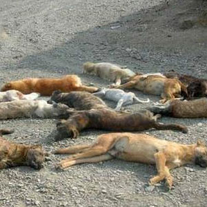 تایید سوزاندن ۳۰۰ قلاده سگ در اهواز