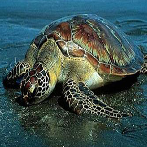 مرگ دسته جمعی لاکپشت‌ها در ساحل یک روستا