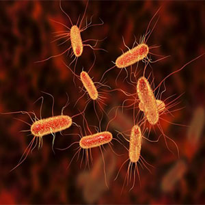 آنتی‌بیوتیک طبیعی برای مقابله با باکتری‌های مقاوم