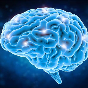 مغز انسان با سایر نخستینیان چه تفاوتی دارد؟