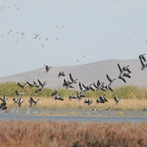 صدور مجوز شکار ۲۰۰ هزار پرنده در تهران داد شکارچیان را هم درآورد