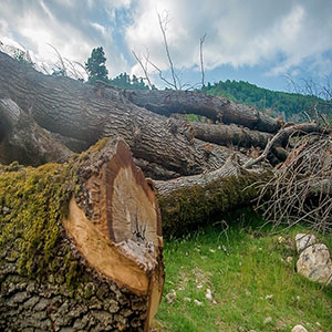 قطع درختان در غرب کشور شدت گرفته/ انتقاد از سکوت سازمان حفاظت محیط زیست و منابع طبیعی