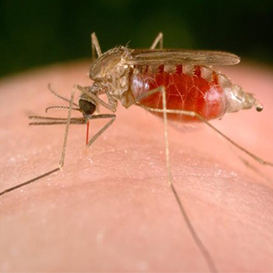 هشدار پزشکان نسبت بی‌اثر شدن داروهای مالاریا