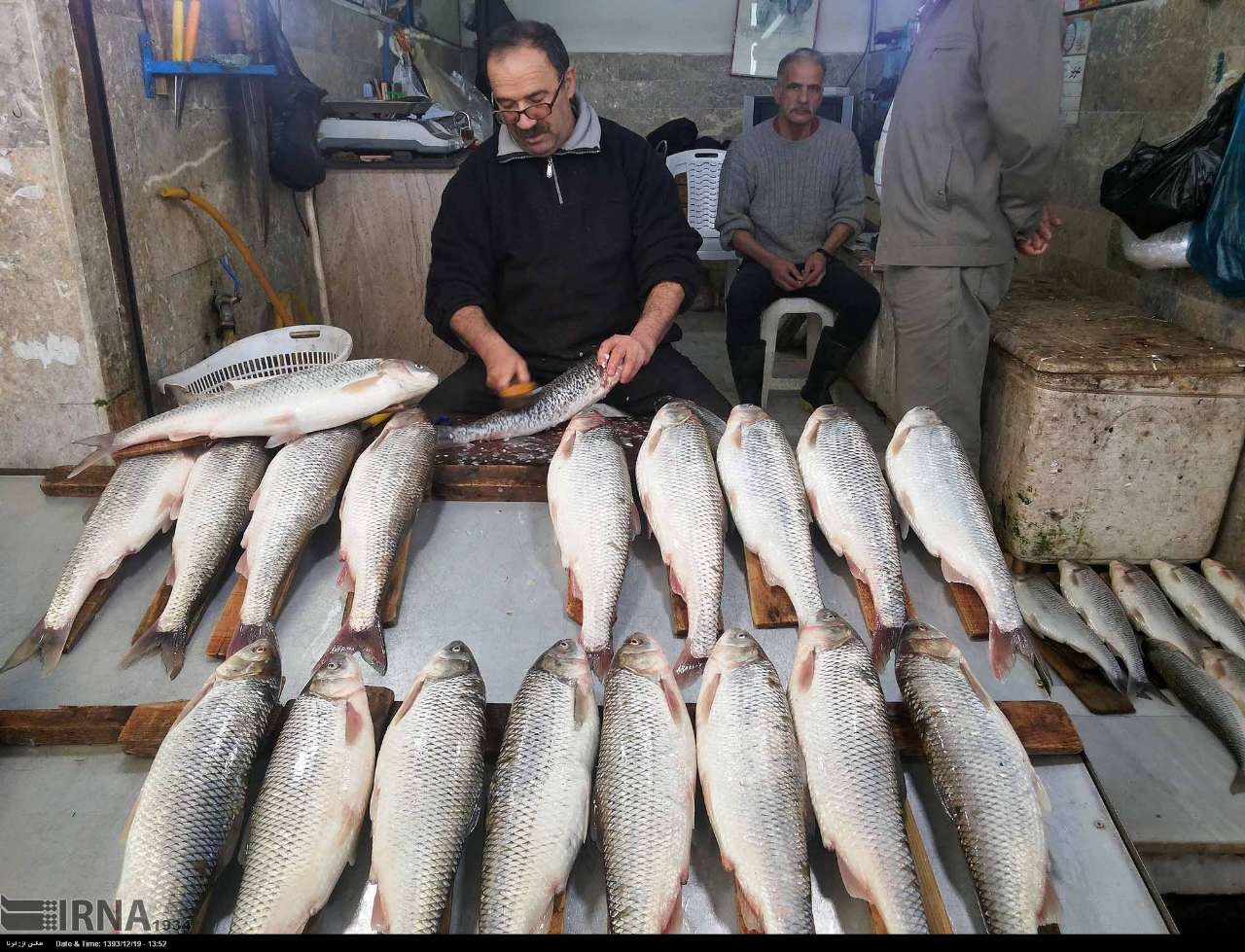 دلایل گرانی ماهی جنوب از زبان صیادان بوشهری