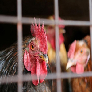 ویرایش ژنتیکی مرغ برای مقابله با شیوع آنفلوآنزا