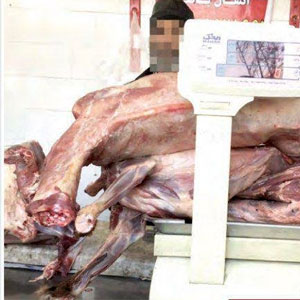 عکس | کشف گوشت سگ در یکی از قصابی‌های مشهد!