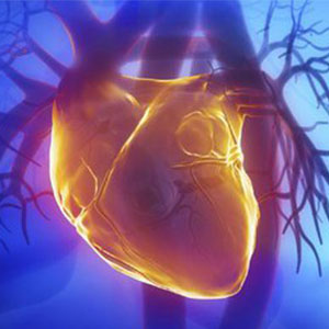 درباره "کندتپشی قلب" چه می‌دانید؟
