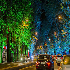 آلودگی نوری، عامل مرگ تدریجی درختان ولیعصر
