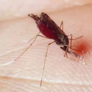 شناسایی آنتی بادی جدید پیشگیری از عفونت مالاریا