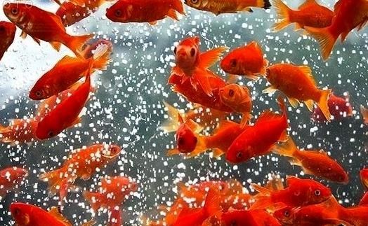 ماهی‌های قرمز را در تالاب‌ها و رودخانه‌ها رها نکنید