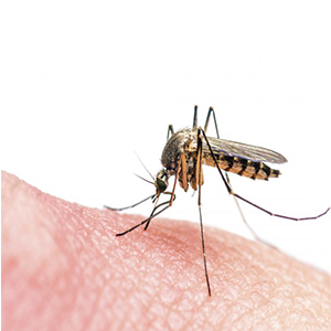 سازمان جهانی بهداشت:ابتلا به مالاریا کاهش چشمگیری نیافته است