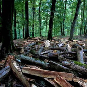 100 هکتار جنگل گیلان در آستانه پاکتراشی