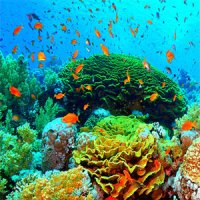 نابودی 95 درصدی مرجان‌ها در 5جزیره ایران