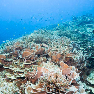 مرجان های منزوی در خلیج فارس کشف شدند
