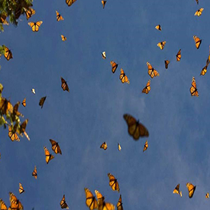 ورود پروانه‌ها به تهران هیچ خطر زیست محیطی ندارد