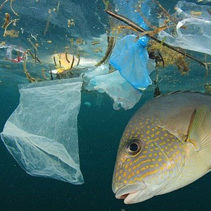 آلودگی پلاستیکی به باکتری‌های تولید کننده اکسیژن آسیب می‌زند