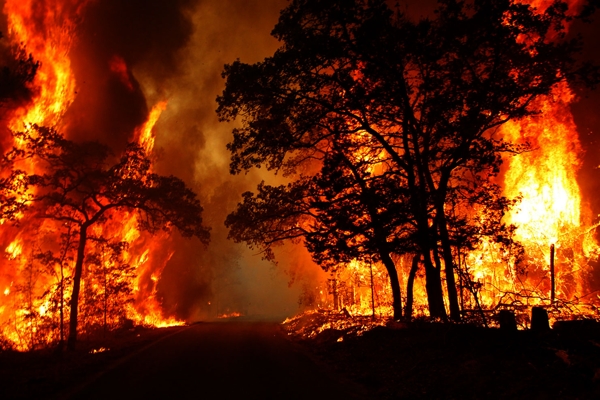 آتش‌سوزی‌های عمدی محیط زیست؛ از زغال تا سنجاب