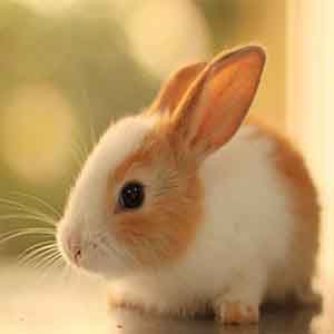 وجود عامل بیماری مشترک بین خرگوش‌های خانگی و انسان در کشور تایید شد