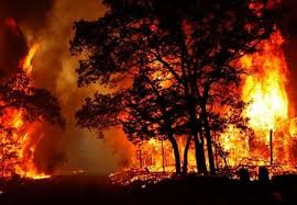 بازیگر اصلی در آتش‌سوزی‌های اخیر جنگل‌ها