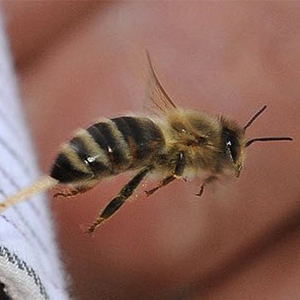زنبور گزیدگی؛ از واکنش‌های آلرژیک تا مرگ