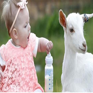 شیر بُز برای سلامت روده نوزاد مفید است