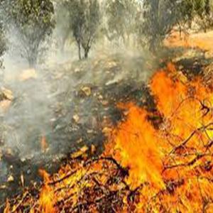 ۵۰۰ هکتار از عرصه‌های جنگلی در آتش‌ سوخت