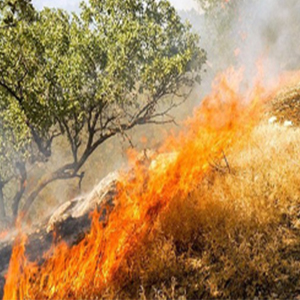 آتش‌ به جان جنگل‌های زاگرس افتاده است/ زغال‌گیری تیغ دو لبه معیشت یا نابودی جنگل