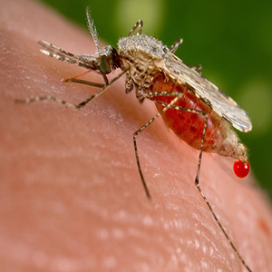 پرونده مالاریا در ایران بسته می‌شود؟