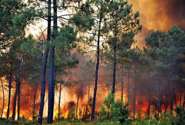 آتشی که به جان جنگل‌ها می‌افتد